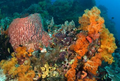 Coral and coral reefs Coral and coral reefs